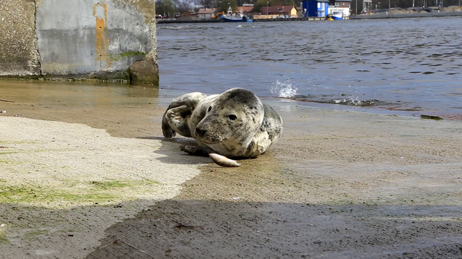 Foka w Świnoujściu