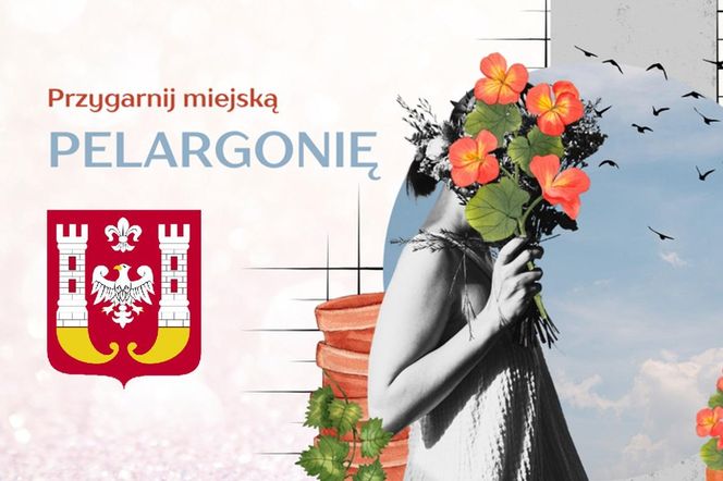 Przygarnij miejską pelargonię