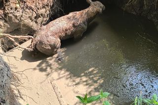 Cielak wpadł do głębokiego wykopu. Na pomoc ruszyli strażacy