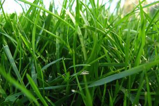 Najlepsze gatunki traw na trawnik – główne składniki mieszanek nasion traw