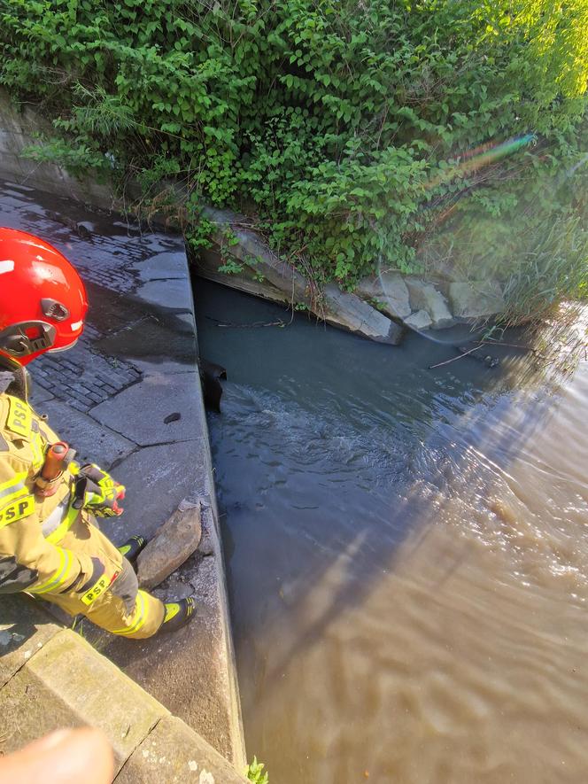 Ogromny zrzut ścieków do Wisły. Rzeką znów płynęły nieczystości 