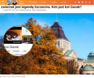 Kot Gacek ze Szczecina