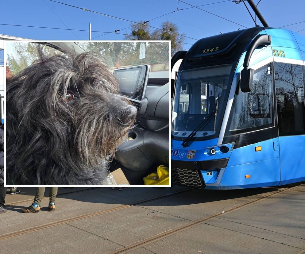 Pies jeździł tramwajem 