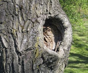 Dziupla w kasztanowcu - jak zabezpieczyć ją przed deszczem i śniegiem? [Porada eksperta]