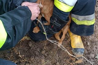  Związał psa i pozostawił w ciemnym bunkrze na pewną śmierć. Wstrząsające odkrycie na Mazowszu
