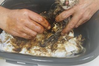 Mały kociak wpadł do smoły. Zwierzak omal nie uniknął śmierci