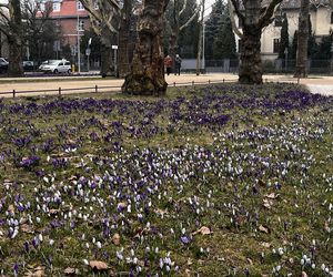 Krokusy w Szczecinie 