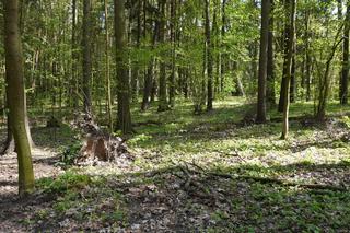 Leży w pobliżu centrum Olsztyna i wygląda bajecznie wiosną. Zobacz piękny rezerwat Mszar [ZDJĘCIA]