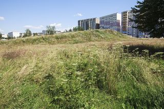 Kontakt z tą rośliną powoduje oparzenia i straszny ból. Ukrywa się wśród traw