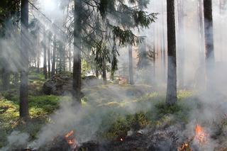 Najwyższy stopień zagrożenia pożarowego w lasach. Ekstremalna podatność na zapalenie 