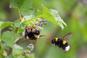 Ogród przyjazny owadom - jak zwabić pożyteczne owady do ogrodu?