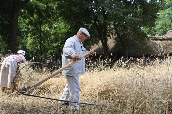 Tak wyglądało kiedyś żniwowanie na polskiej wsi