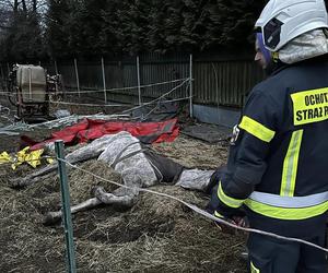 Strażacy z Solca Kujawskiego stawiali konia na nogi! Nietypowa interwencja na wagę życia