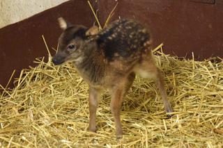 Uroczy jeleń urodził się w poznańskim ZOO. To gatunek zagrożony wyginięciem [WIDEO]