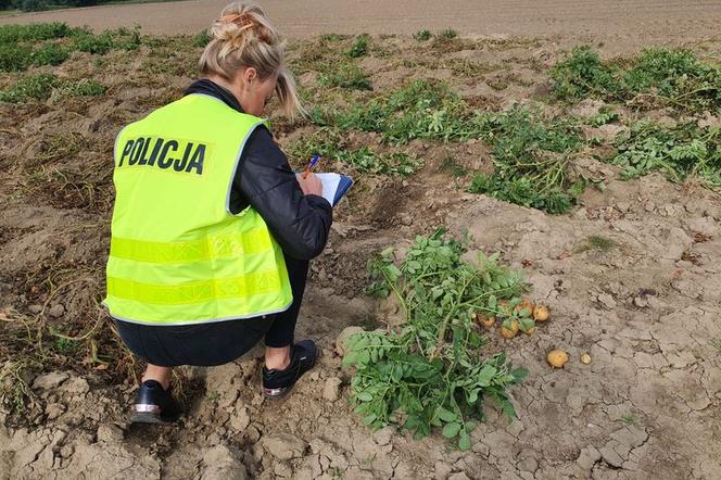 Najbardziej pracowici złodzieje pochodzą z Pomorza. Wykopali i ukradli blisko dwie tony ziemniaków 