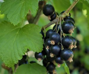 Z pewnością znasz ten owoc. Spalanie tłuszczu szybsze aż o 61 proc.