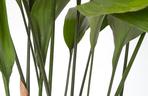Aspidistra wyniosła