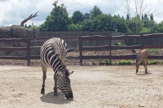 Mała zebra w zamojskim ZOO