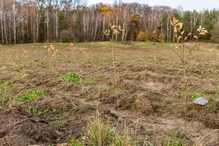 Zalesianie Szczecina 