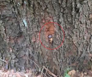 Nadleśniczy z Bieszczad: ekoterroryści powbijali gwoździe w drzewa. To śmiertelne zagrożenie