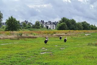 Rodzina bocianów na spacerze - warszawska Białołęka