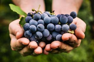 Jesień 2023. Czemu warto jeść winogrona? Naukowcy odkryli coś wyjątkowego! 