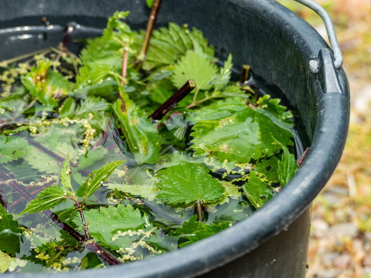 Gnojówka z pokrzywy - darmowy super nawóz!