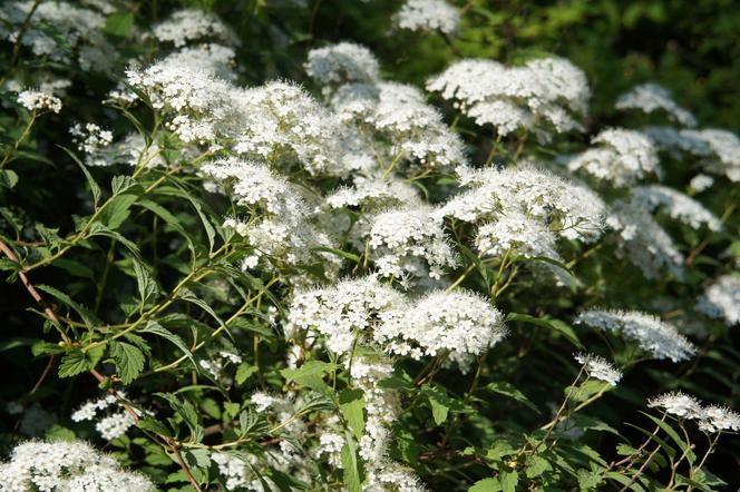 Tawuła japońska 'Albiflora'