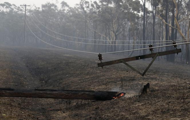 Miliard zwierząt spłonęło w Australii 
