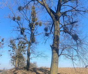   Ktoś podciął 29 dużych drzew. Mogły runąć na drogę. Sprawca poszukiwany