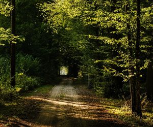 Najpiękniejsze lasy w Polsce na jesienne spacery. Gdzie warto pojechać, zanim opadną liście?