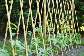 Uprawa fasoli w ogrodzie