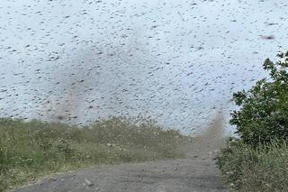 Szok! Tornado z komarów. Inwazja jakiej jeszcze nie było