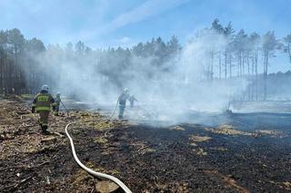 Potężny pożar w Puszczy Noteckiej. Strażacy kilka godzin walczyli z ogniem