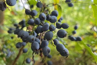 Letni spacer w zielonym sercu Bydgoszczy. Ogród Botaniczny UKW zaprasza!