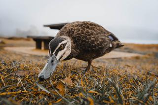 Łódzkie. Ptasia grypa znów atakuje. Ofiarami 13 tysięcy kaczek