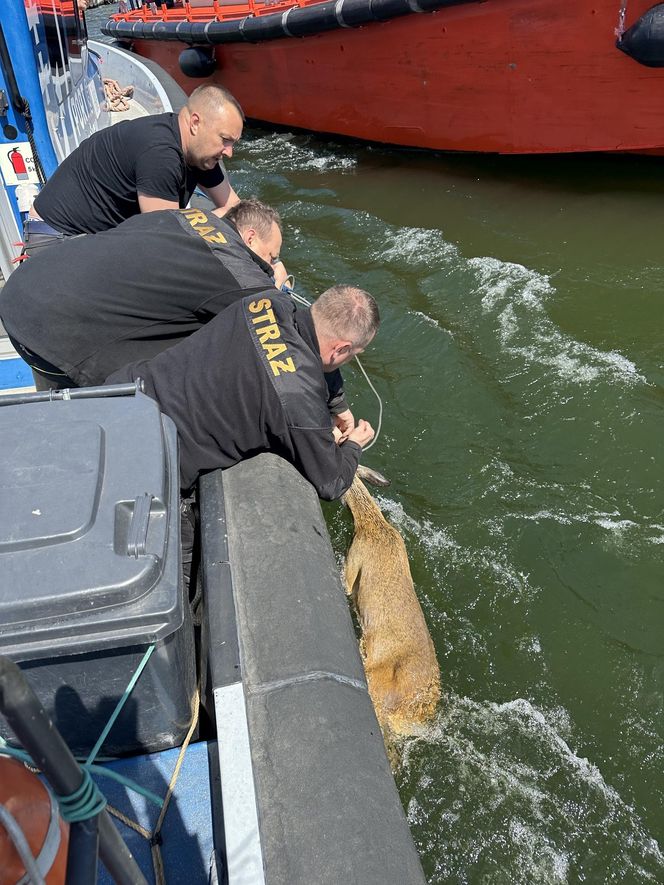 Młody jelonek wpadł do kanału portowego w Gdańsku. Uratowała go załoga Pioruna