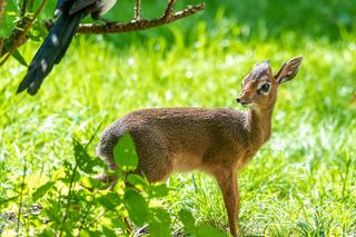 W Orientarium Zoo Łódź urodził się dikdik