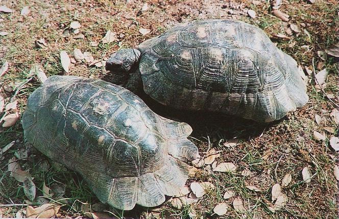 Żółw obrzeżony - zdjęcie ilustracyjne