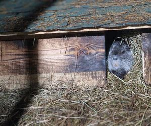 Nutrie w Nutrowisku potrzebują pomocy