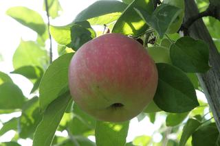 Jabłoń domowa 'Early Geneva' - Malus domestica 'Early Geneva'