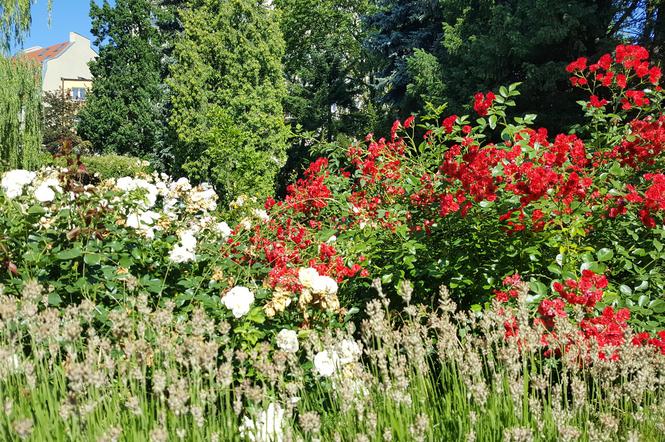 Są kolorowe, pachnące i... smaczne! Ogród Botaniczny zaprasza na jadalne kwiaty