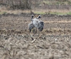 Żurawie powróciły do Poleskiego Parku Narodowego