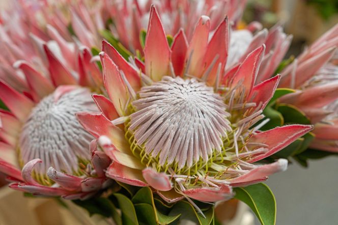 Protea