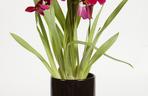 Miltonia storczyk