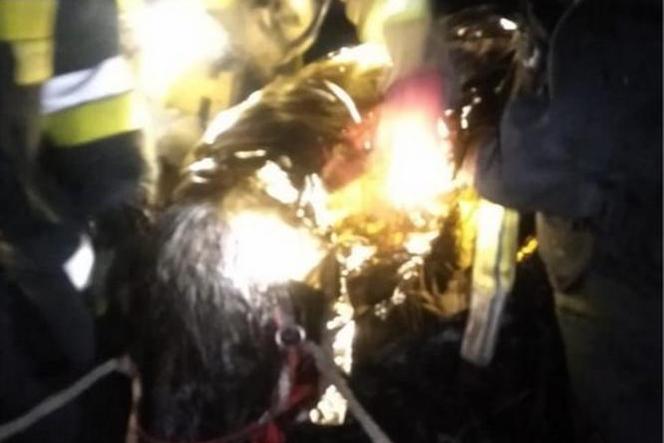 Boroszów: Koń wpadł do lodowatej wody! Niesamowita akcja strażaków i weterynarza