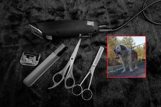 Pyskowice. Pies zmarł u groomera. Sprawą bada policja