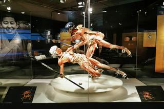 Wystawa BODY WORLDS