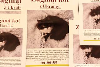 Odnalazł się zaginiony w Krakowie kot uchodźców z Ukrainy. To prawdziwy cud