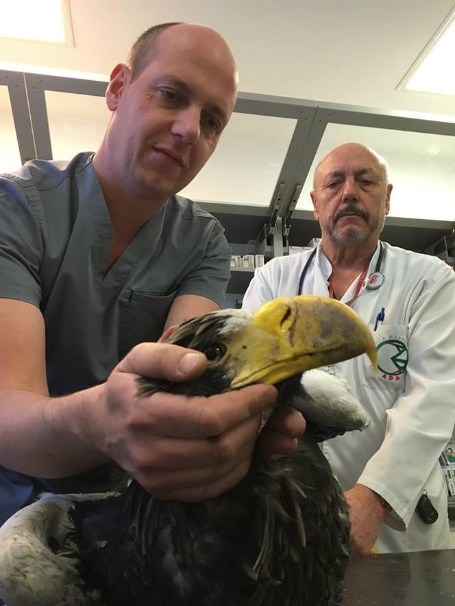 Bielik oIbrzymi w Ośrodku Rehabilitacji Zwierząt Chronionych w Przemyślu